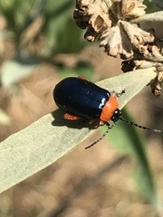 Asphaera abdominalis
