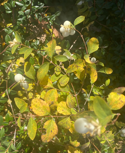 Vaccinium observed 2026-10-27
