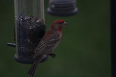 Haemorhous mexicanus