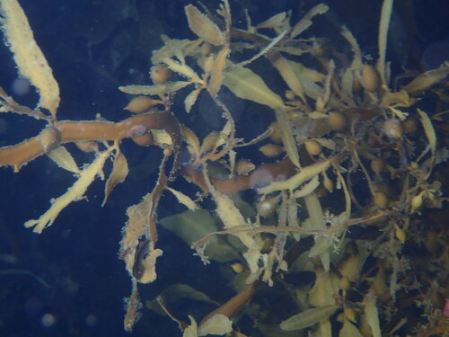 Carpophyllum flexuosum observed 2026-10-25