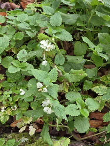 Lamium album observed 2026-10-27