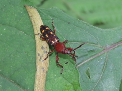 Baryrhynchus poweri