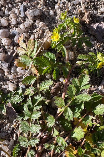 Fragaria observed 2026-10-27