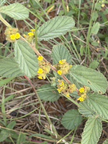 Waltheria indica observed 2026-10-27