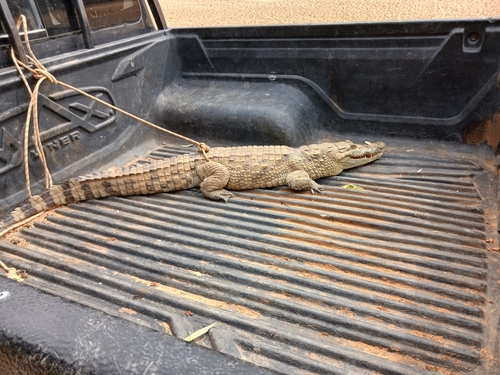 Crocodylus observed 2026-10-27