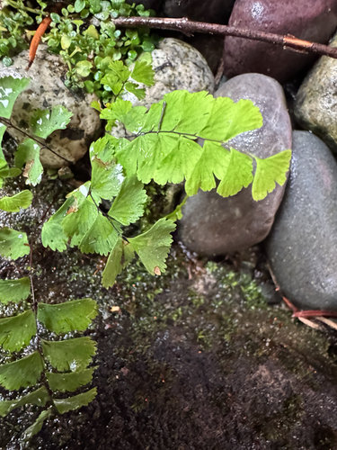 Adiantum observed 2026-10-27