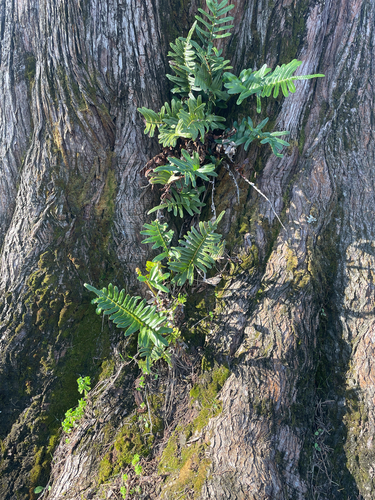 Polypodium scouleri observed 2026-10-27