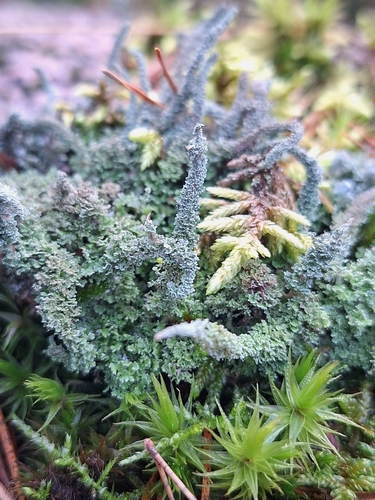 Cladonia observed 2026-10-27