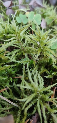 Climacium dendroides observed 2026-10-27