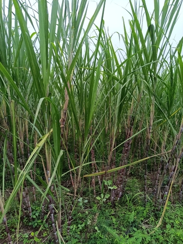 Canna observed 2026-10-27