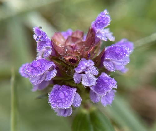 Prunella, 2026-10-27