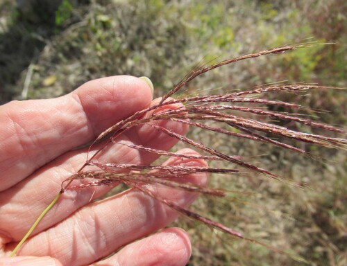 Bothriochloa bladhii observed 2026-10-25