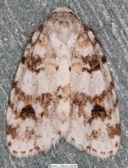 Clemensia ochreata