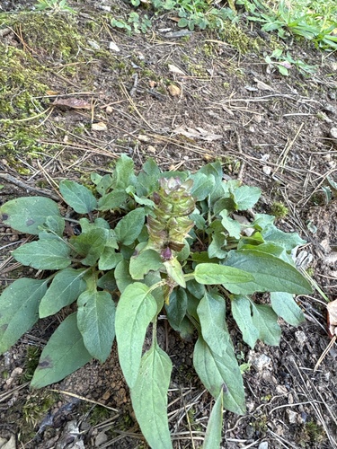 Prunella vulgaris observed 2026-10-27