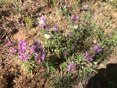 Monarda pectinata