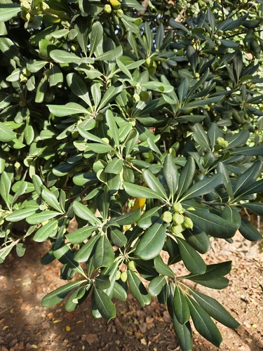 Pittosporum tobira observed 2026-10-25