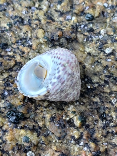 Monodonta turbinata, 2026-10-27