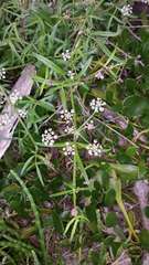 Apium prostratum prostratum