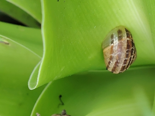 Helix aspera, 2026-10-27