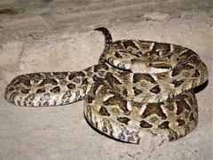 Bothrops diporus