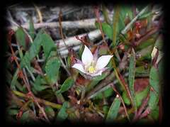 Boronia parviflora