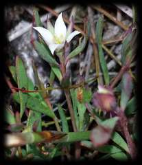 Boronia parviflora