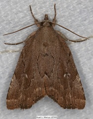 Cutina albopunctella
