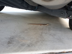 Elgaria multicarinata webbii