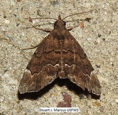 Cutina aluticolor