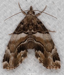 Cutina distincta