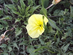 Oenothera macrocarpa