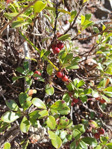 Arctostaphylos uva-ursi observed 2026-10-27
