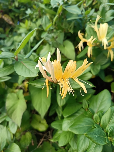Lonicera japonica observed 2026-10-27