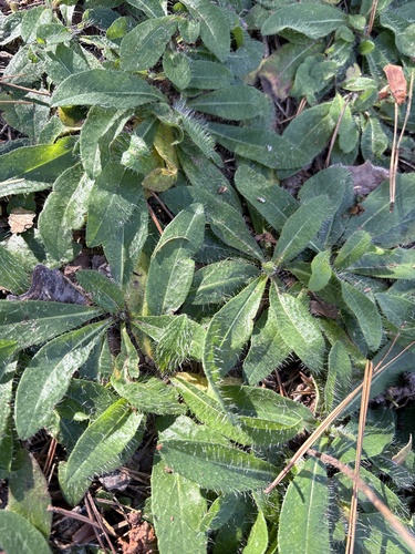 Pilosella officinarum observed 2026-10-27