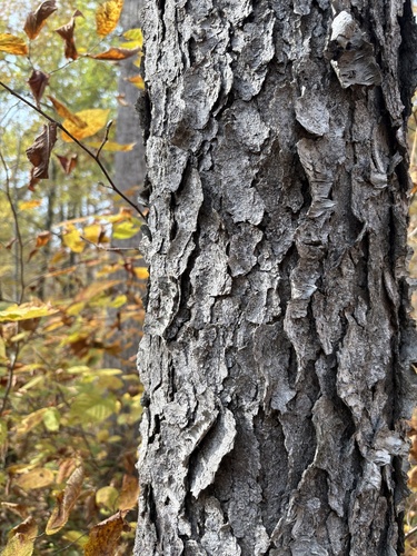 Prunus observed 2026-10-27