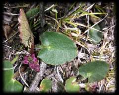 Centella cordifolia