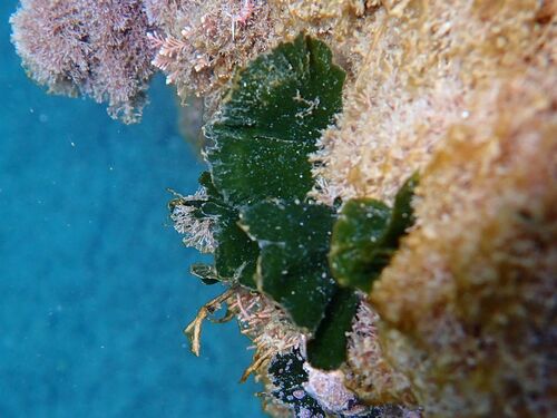 Flabellia petiolata observed 2026-10-27