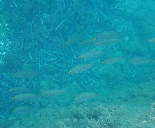 Sarpa salpa observed 2026-10-27