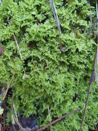 Ctenidium molluscum observed 2026-10-27