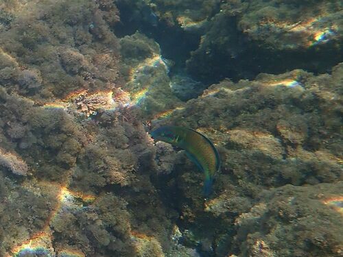 Thalassoma observed 2026-10-27