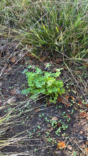 Oxalis observed 2026-10-27