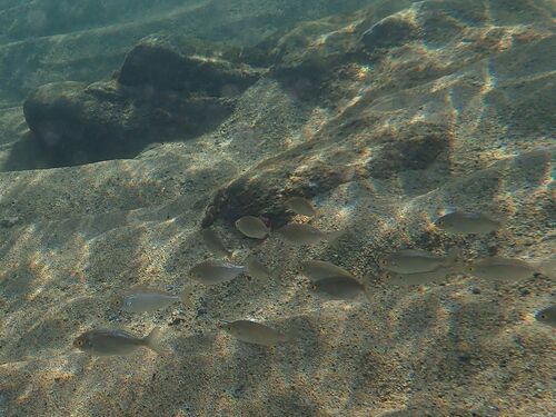 Sarpa salpa observed 2026-10-27