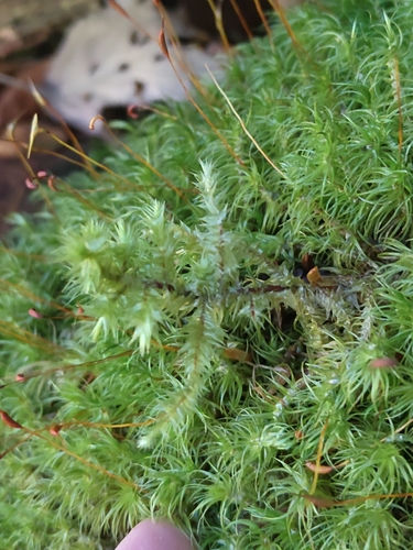 Hylocomiadelphus triquetrus observed 2026-10-27