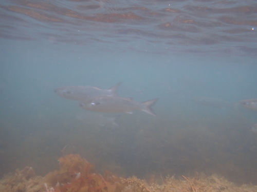 Mugil cephalus observed 2026-10-25