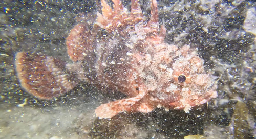 Scorpaena observed 2026-10-27
