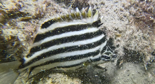 Chaetodon observed 2026-10-27