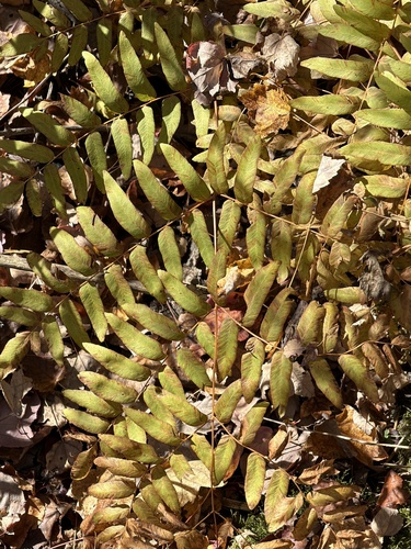 Osmunda regalis observed 2026-10-27