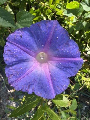 Ipomoea indica observed 2026-10-27