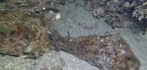 Dolabella auricularia observed 2026-10-27