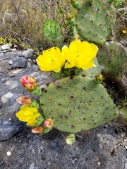 Opuntia pyrocarpa